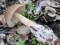 Fiche de Amanita fulvoides