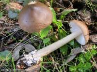 Fiche de Amanita fulvoides