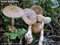 Fiche de Amanita fulvoides