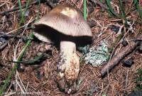 Fiche de Amanita umbrinolutea