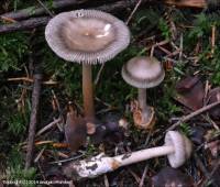 Fiche de Amanita umbrinolutea