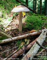 Fiche de Amanita umbrinolutea
