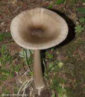 Fiche de Amanita umbrinolutea