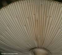 Fiche de Amanita umbrinolutea