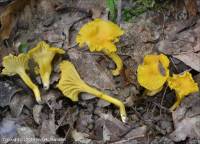 Fiche de Cantharellus romagnesianus