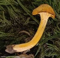 Fiche de Cantharellus romagnesianus