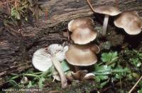 Fiche de Clitocybula lacerata