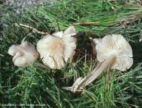 Fiche de Clitocybula lacerata