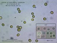 Fiche de Clitocybula lacerata