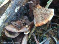 Fiche de Coltricia cinnamomea