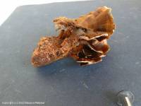Fiche de Coltricia cinnamomea