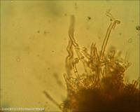 Fiche de Coltricia cinnamomea