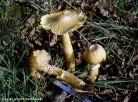 Fiche de Cortinarius caperatus