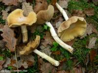 Fiche de Cortinarius caperatus