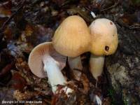 Fiche de Cortinarius caperatus