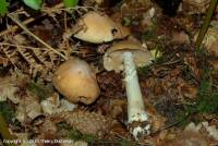 Fiche de Cortinarius caperatus