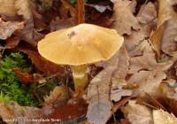 Fiche de Cortinarius caperatus