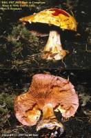 Fiche de Cortinarius nymphicolor