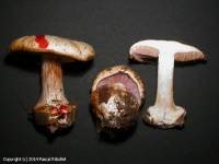 Fiche de Cortinarius nymphicolor