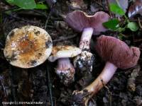 Fiche de Cortinarius nymphicolor