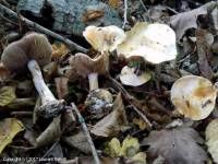 Fiche de Cortinarius nymphicolor