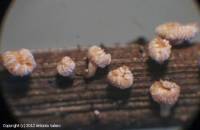 Fiche de Crocicreas culmicola