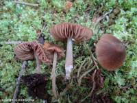 Fiche de Entoloma lanuginosipes