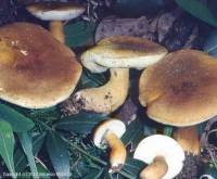 Fiche de Gyroporus castaneus