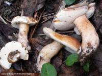 Fiche de Gyroporus castaneus