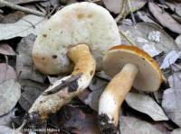 Fiche de Gyroporus castaneus