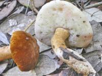 Fiche de Gyroporus castaneus