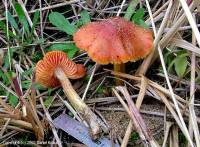 Fiche de Hygrocybe conicoides