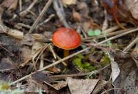 Fiche de Hygrocybe conicoides