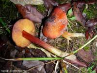 Fiche de Hygrocybe conicoides