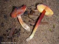 Fiche de Hygrocybe conicoides