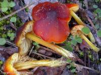 Fiche de Hygrocybe conicoides