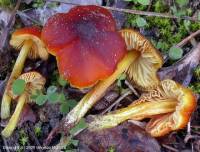 Fiche de Hygrocybe conicoides