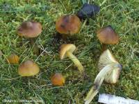 Fiche de Hygrocybe pseudoconica
