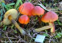 Fiche de Hygrocybe pseudoconica
