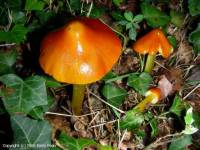 Fiche de Hygrocybe pseudoconica