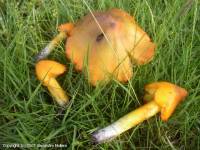 Fiche de Hygrocybe pseudoconica