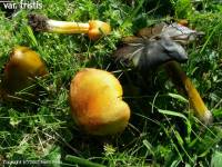 Fiche de Hygrocybe pseudoconica