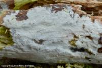 Fiche de Hyphoderma occidentale