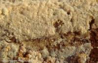 Fiche de Hyphodontia alutaria