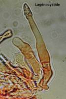 Fiche de Hyphodontia alutaria