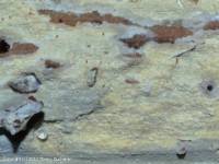 Fiche de Hyphodontia alutaria