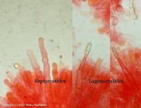 Fiche de Hyphodontia alutaria