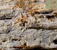 Fiche de Hyphodontia alutaria