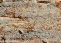 Fiche de Hyphodontia alutaria