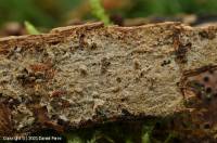 Fiche de Hyphodontia alutaria